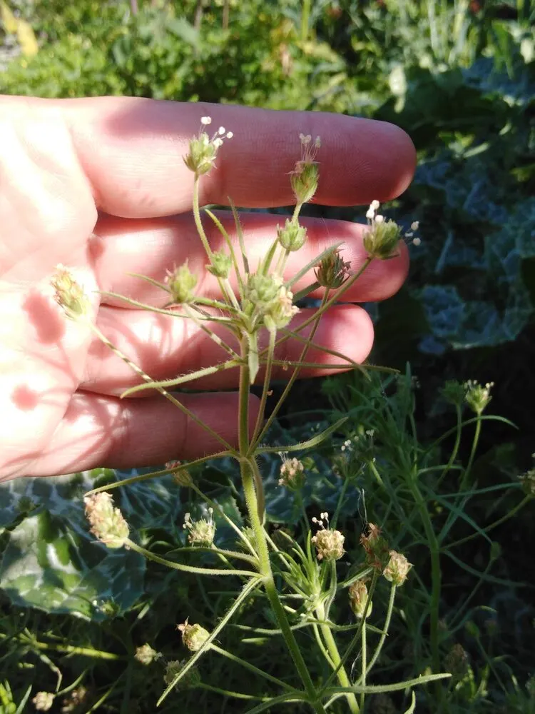Psyllium in Industrial & Agriculture
